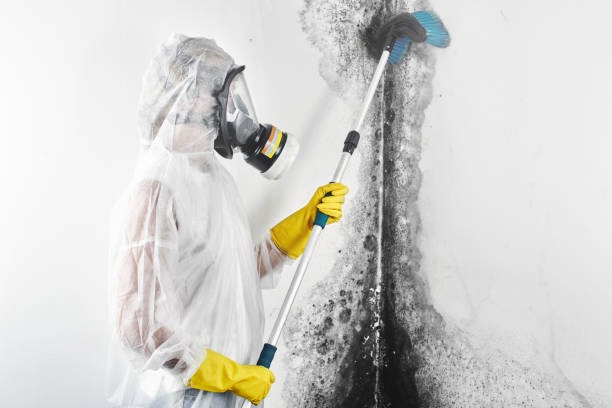Best Industrial Mold Remediation  in New Philadelphia, OH