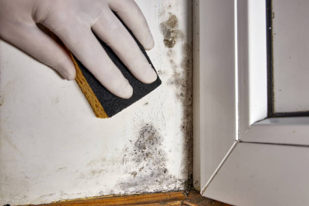 Best Mold Damage Restoration  in New Philadelphia, OH